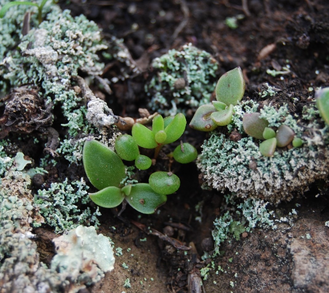 dudleya-verityi-4mar2014-22