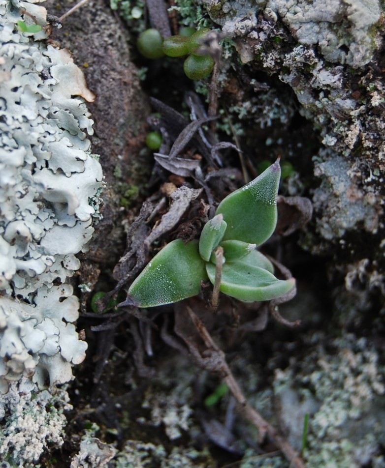 dudleya-verityi-4mar2014-26