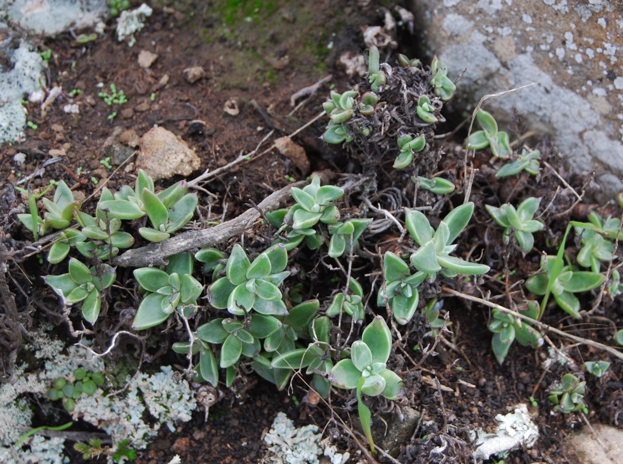 dudleya-verityi-4mar2014-28