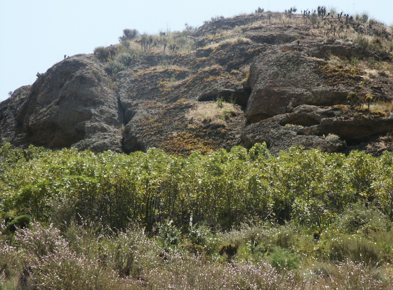 dudleya-verityi-habitat-14june2003-c