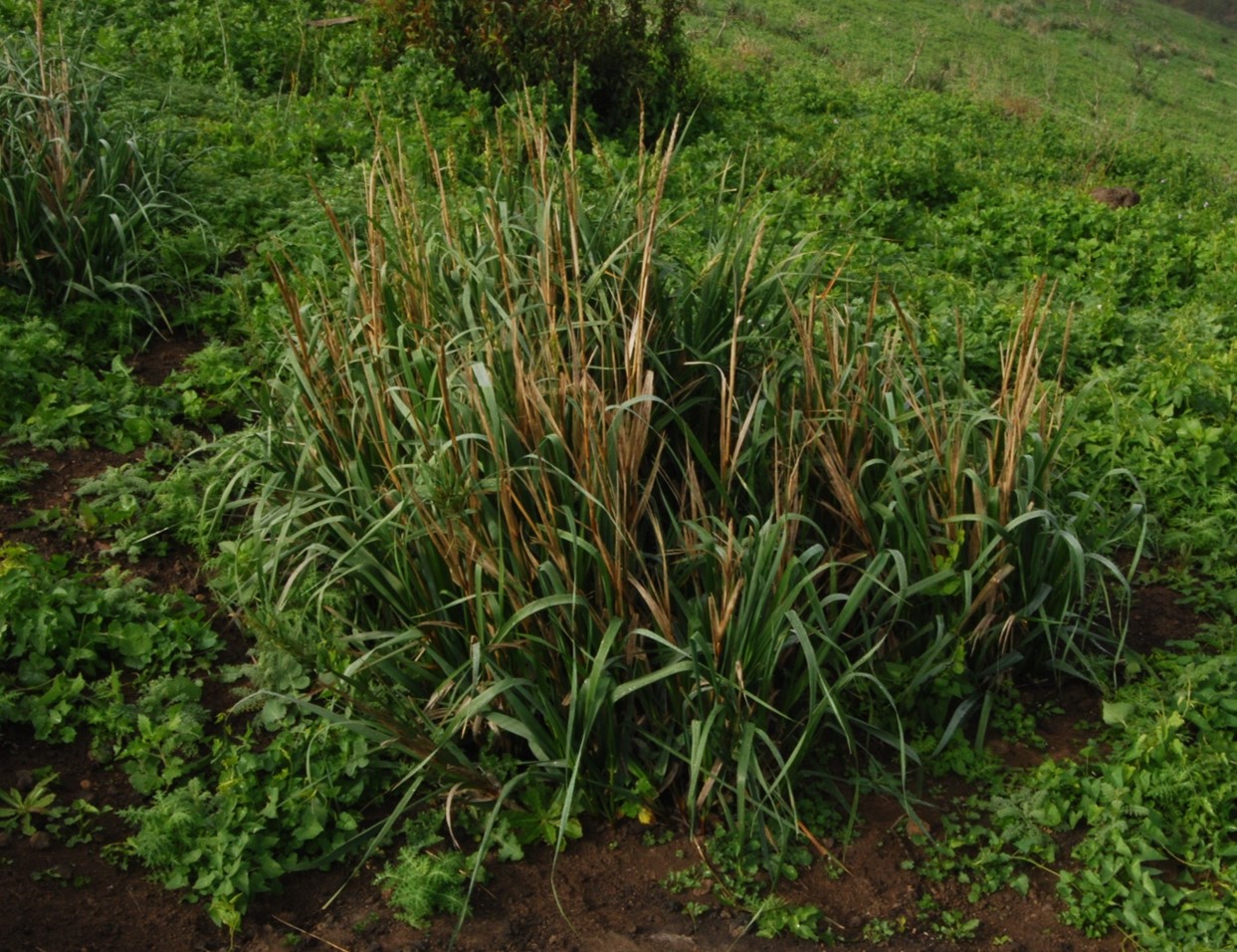 elymus-glaucus-4feb2015-1