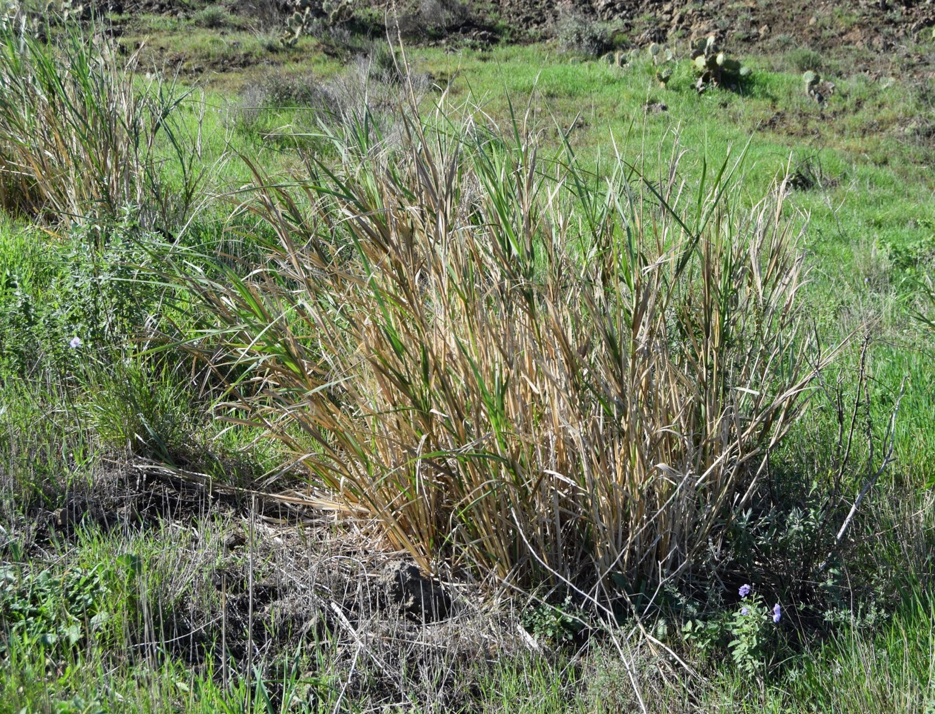 elymus-glaucus-6mar2016-1