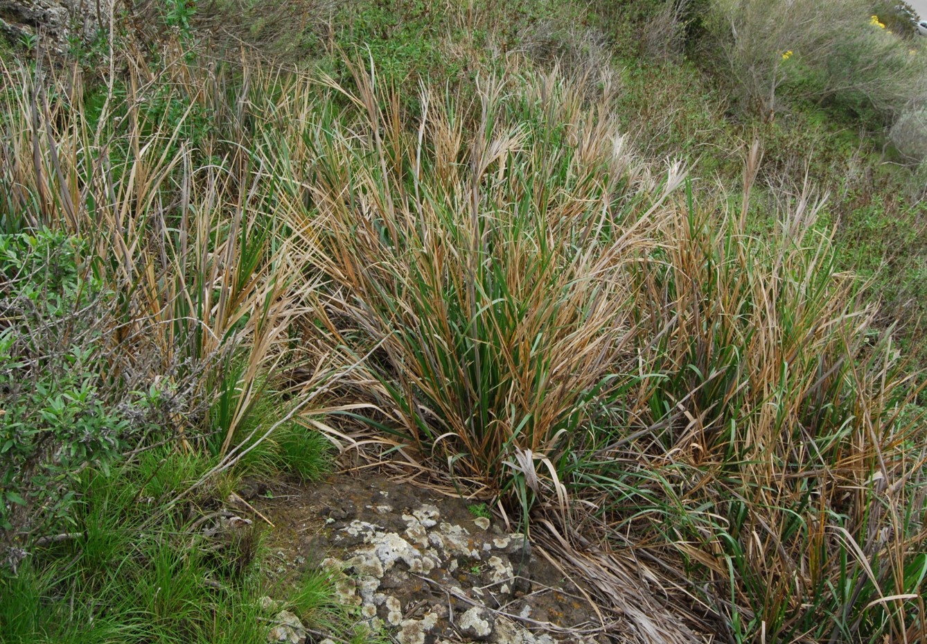 elymus-glaucus-7mar2013-1