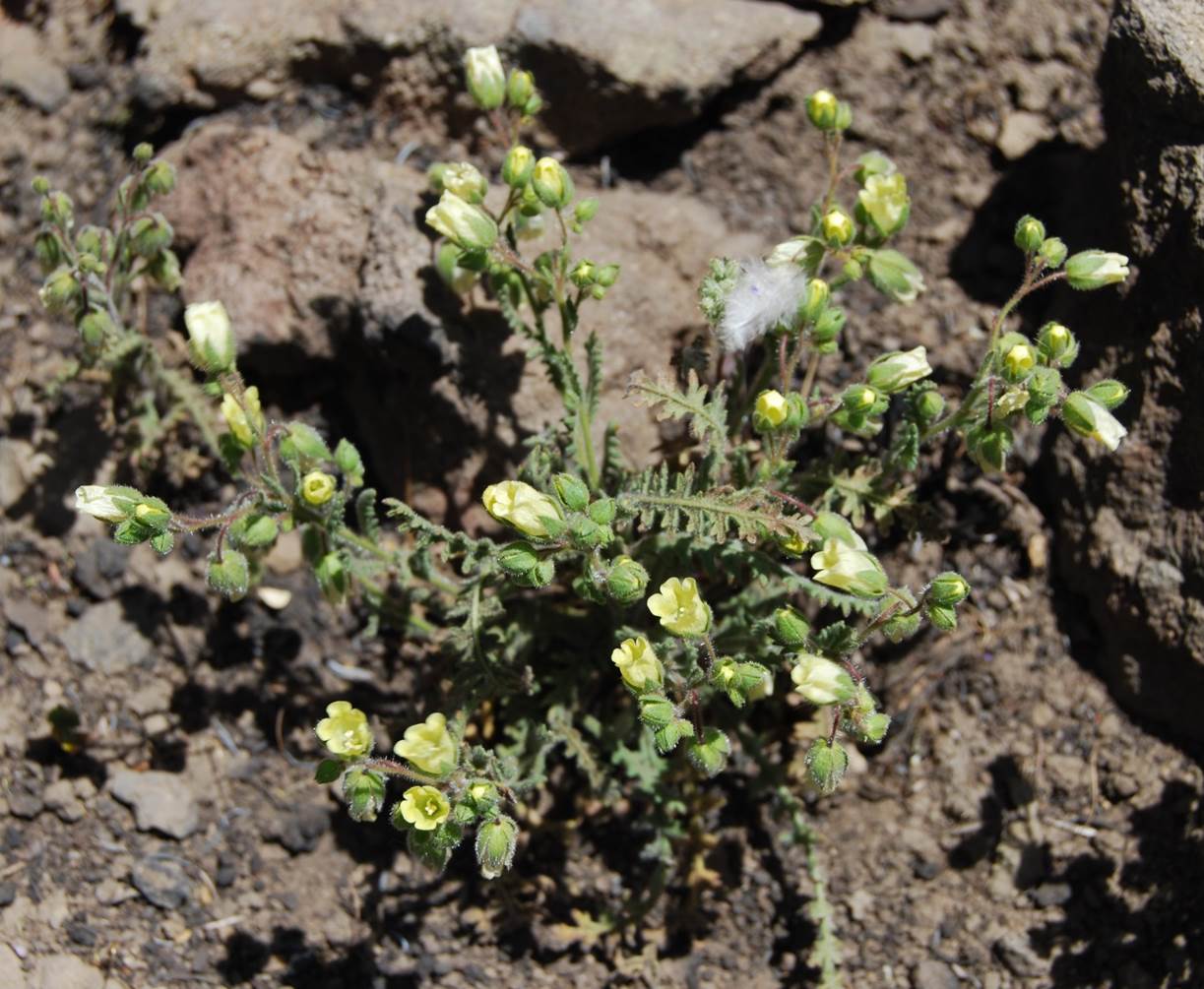 emmenanthe-penduliflora-12may2014-1 emmenanthe-penduliflora-12may2014-1