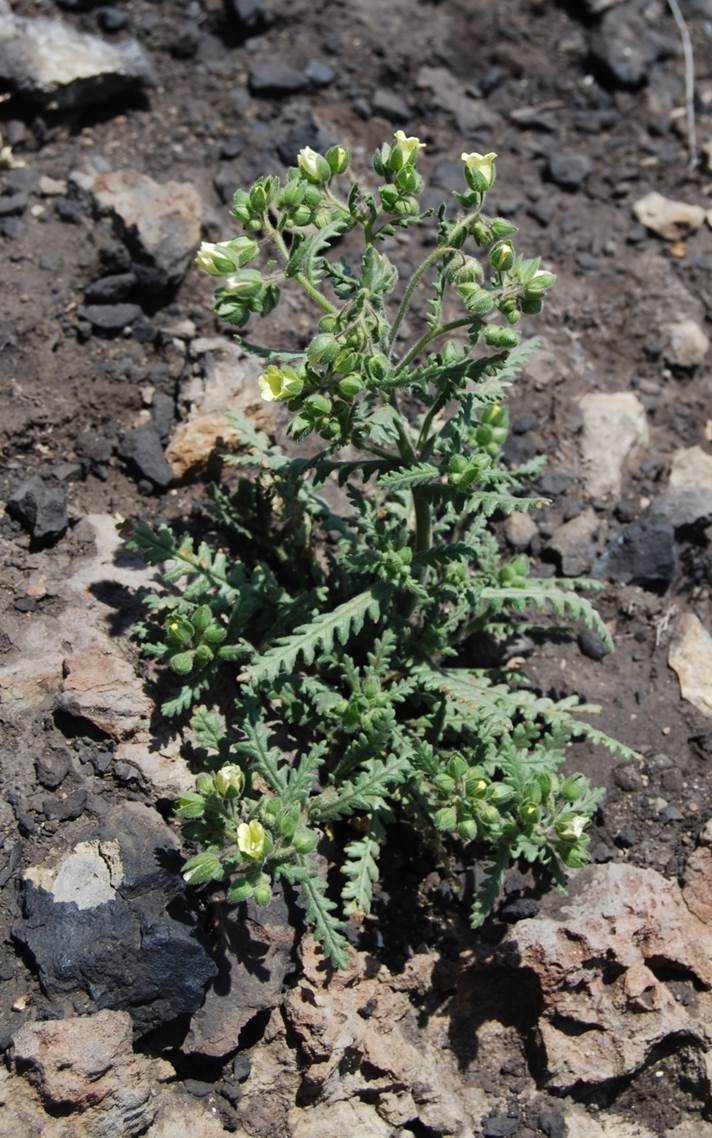 emmenanthe-penduliflora-7may2014-10