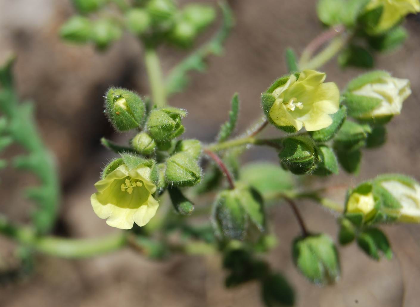 emmenanthe-penduliflora-7may2014-3