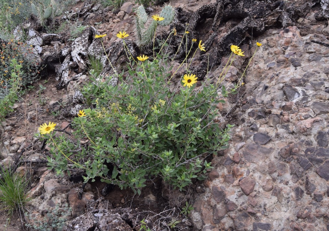 encelia-californica-20mar2016-1