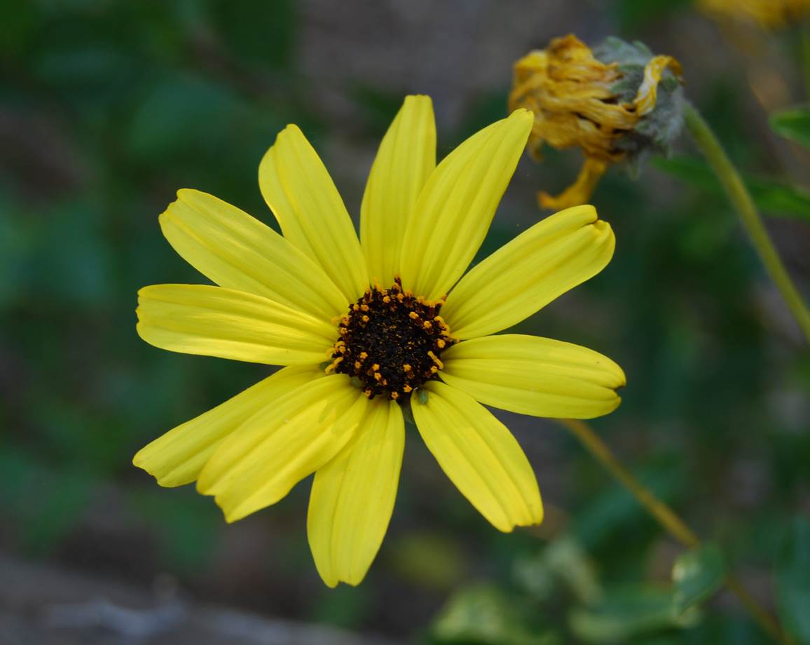 encelia-californica-22mar2008-3