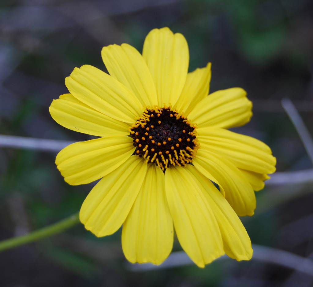 encelia-californica-22mar2008-6