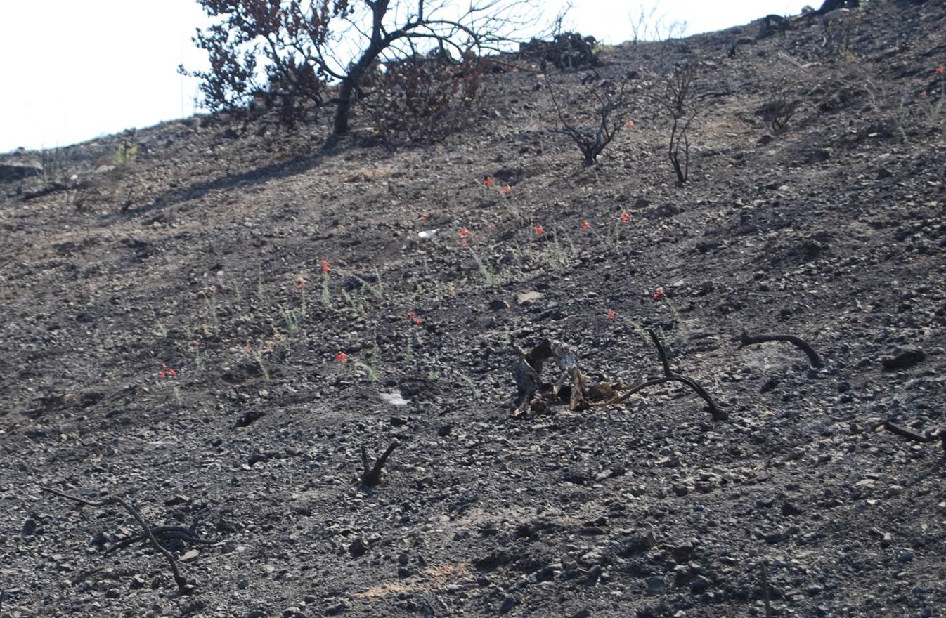 epilobium-canum-10sept2013-postfire