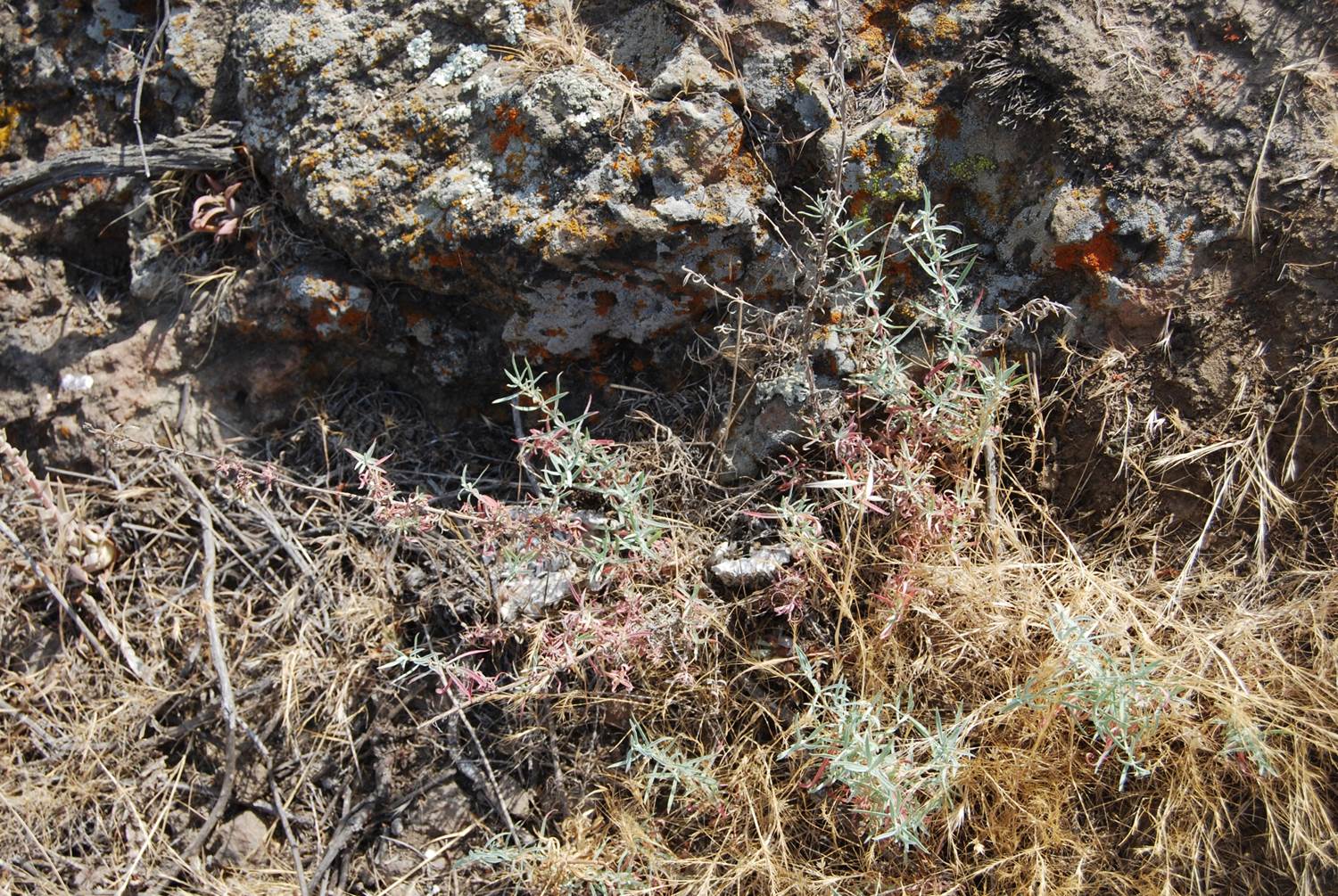 epilobium-canum-22april2013-1