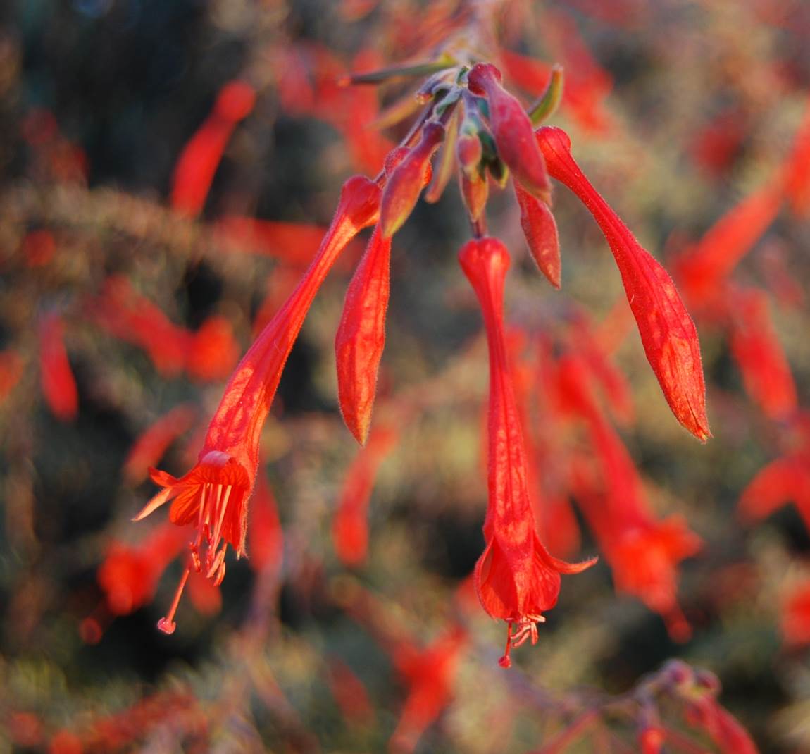 epilobium-canum-27july2013-1