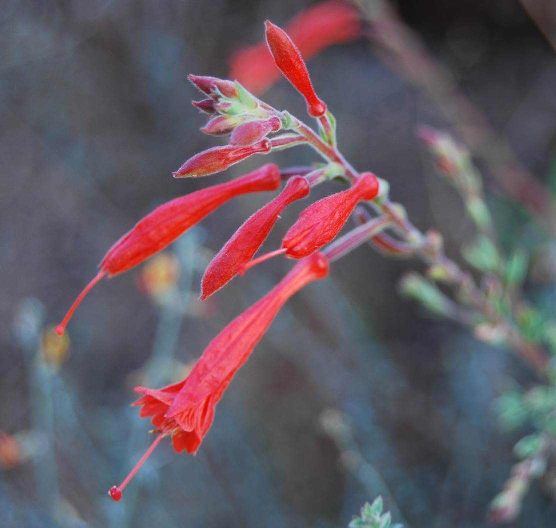 epilobium-canum-27july2013-2
