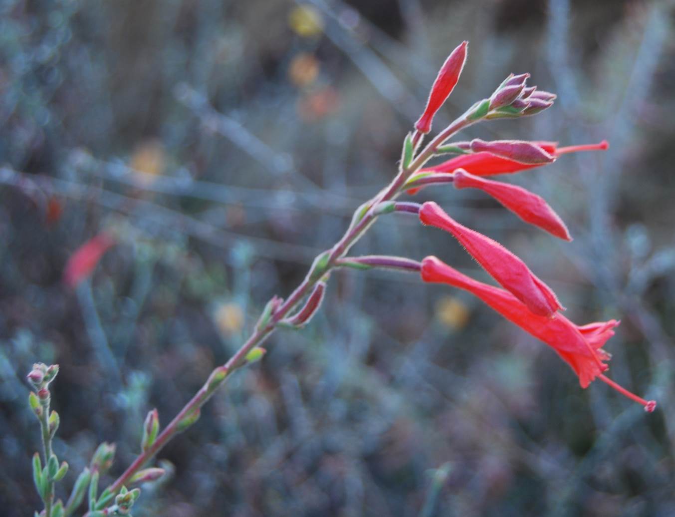 epilobium-canum-27july2013-3