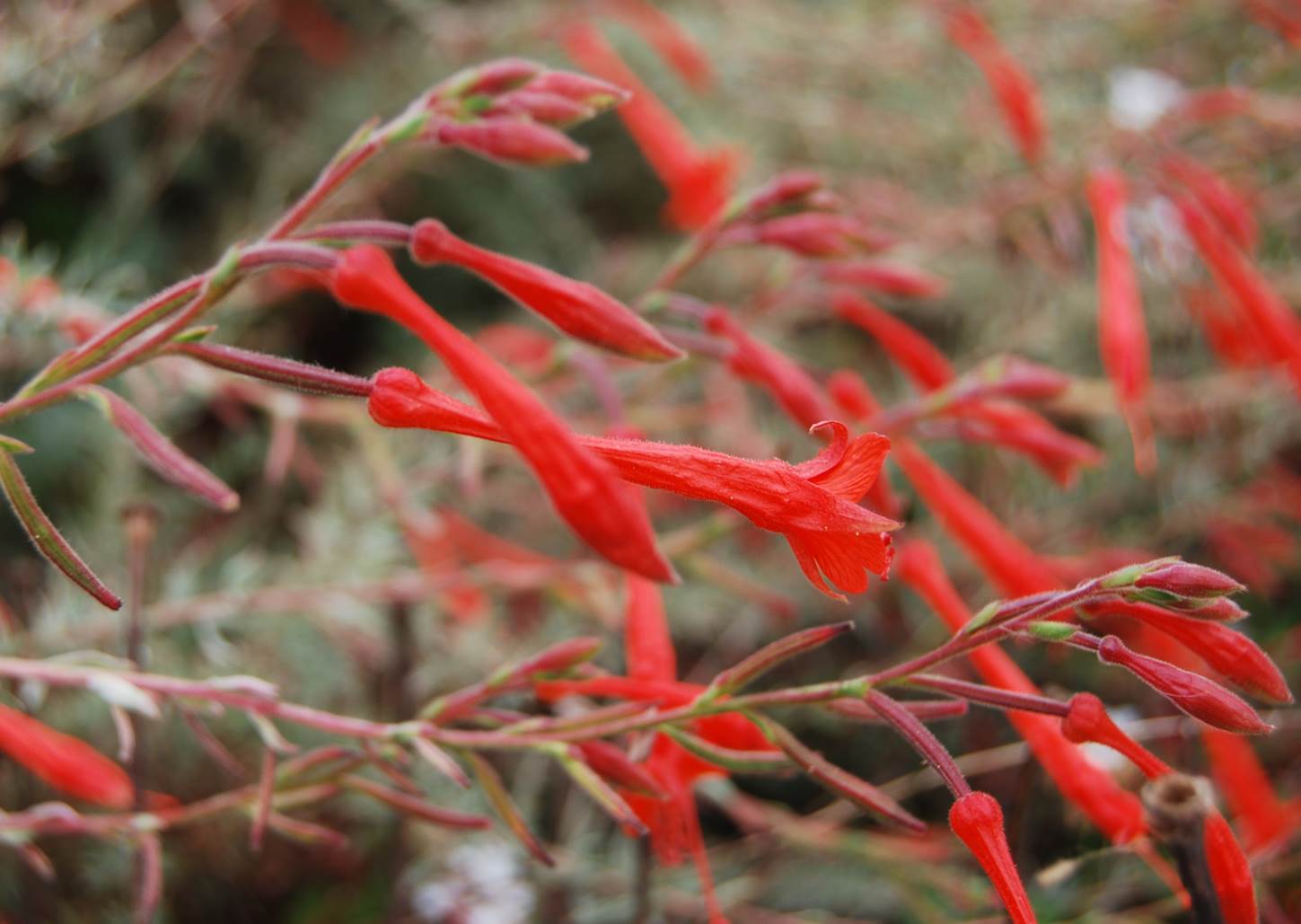 epilobium-canum-27july2013-5