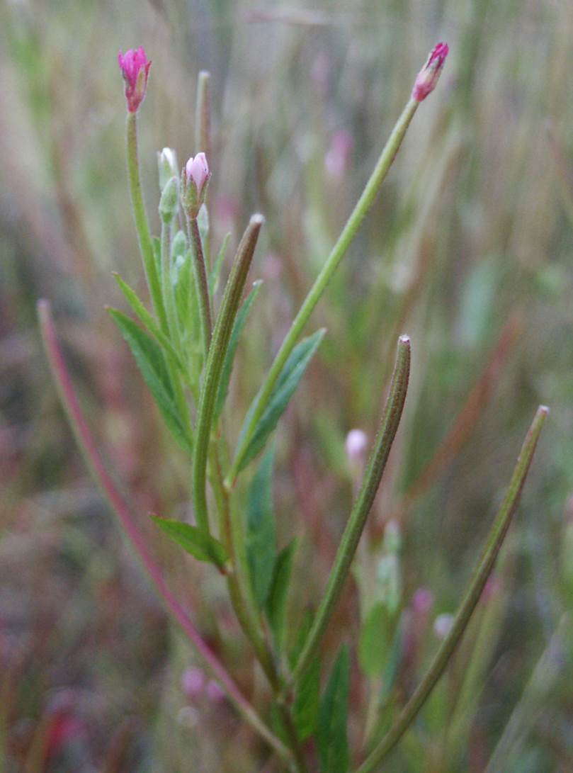 epilobium-ciliatum-24may2005-5