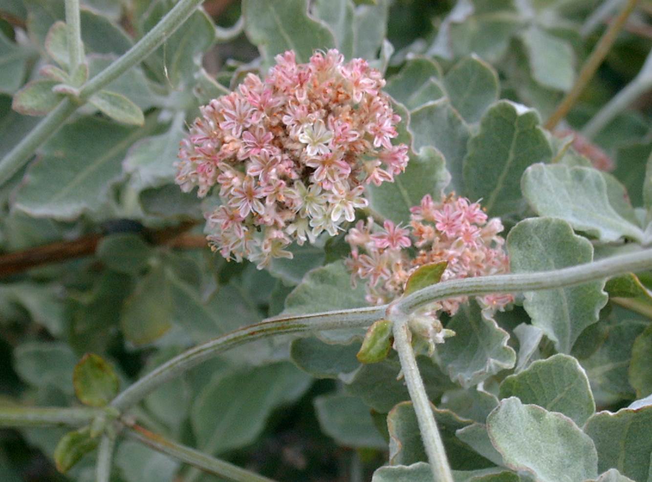 eriogonum-cinereum-23feb2003-b