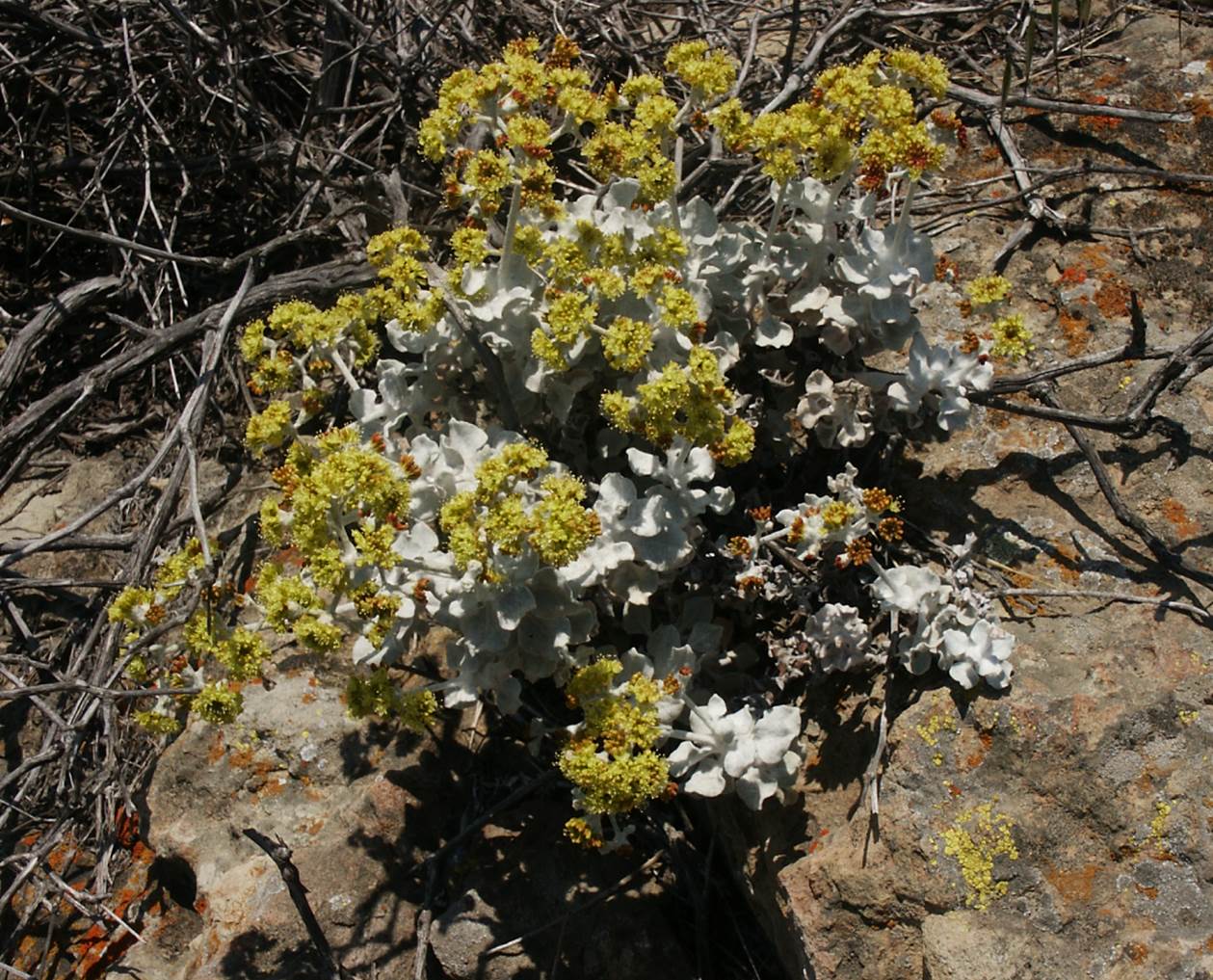 eriogonum-crocatum-14june2003-a