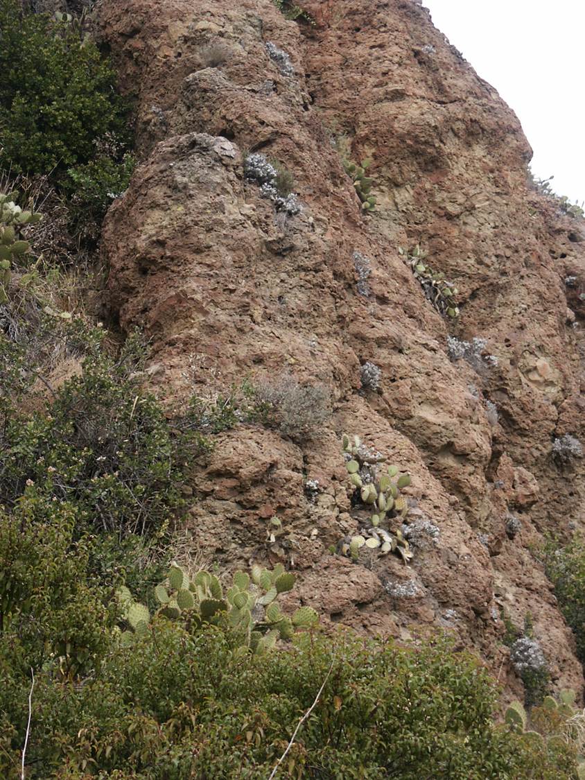 eriogonum-crocatum-15february2004-1