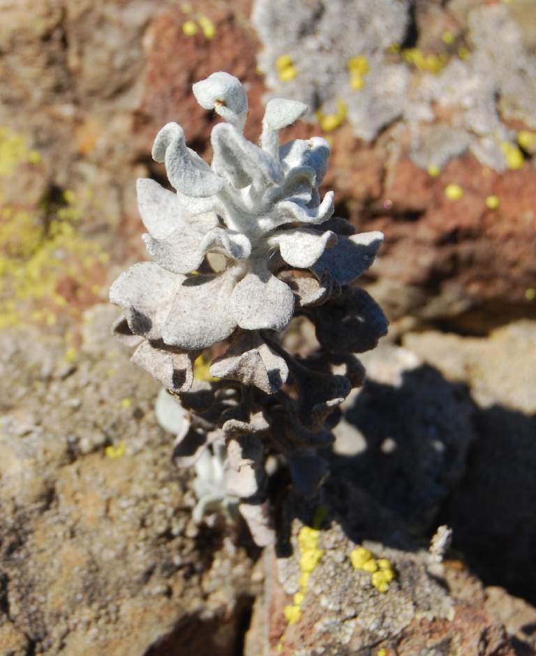 eriogonum-crocat…um-20february2013-16