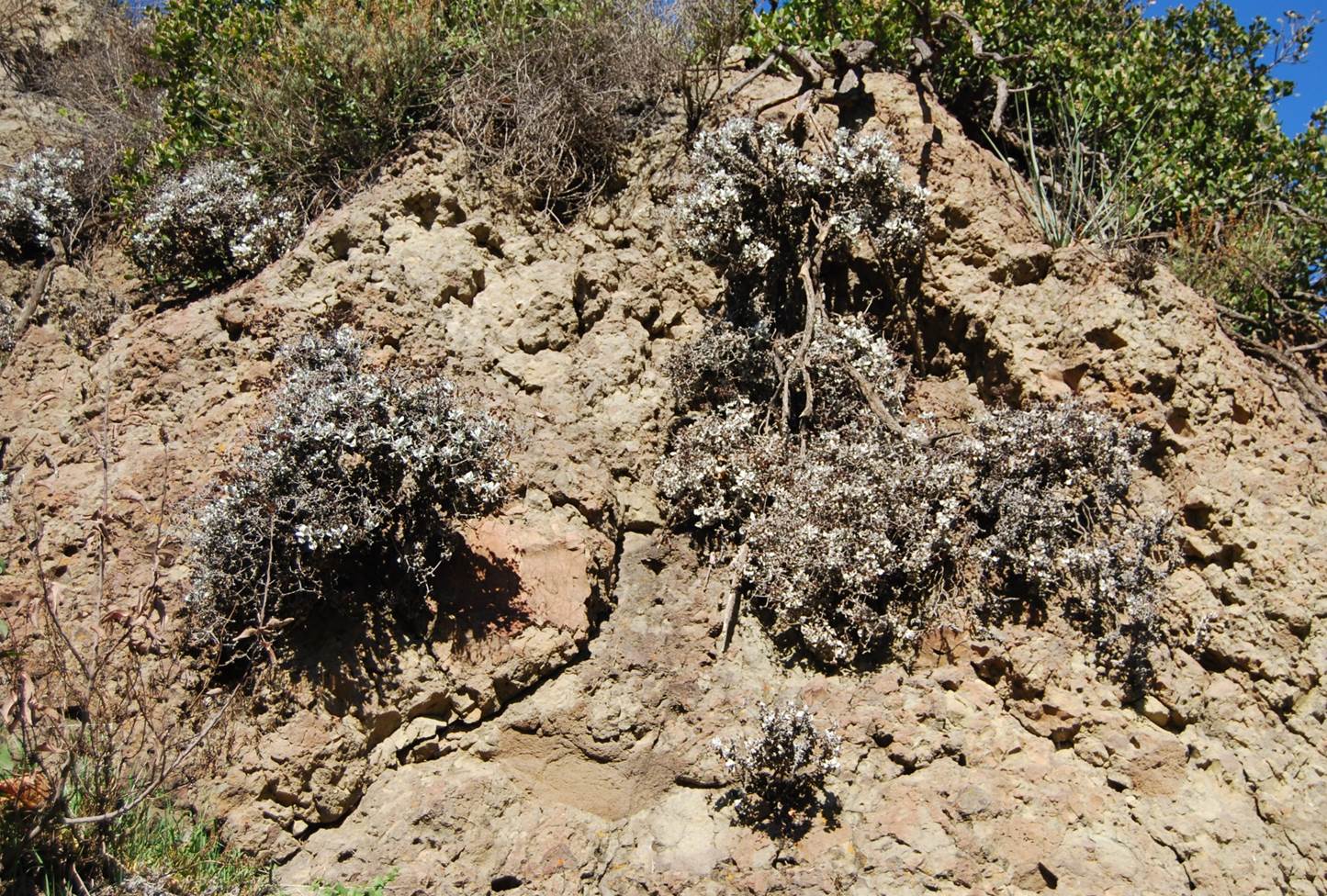 eriogonum-crocatum-20february2013-8