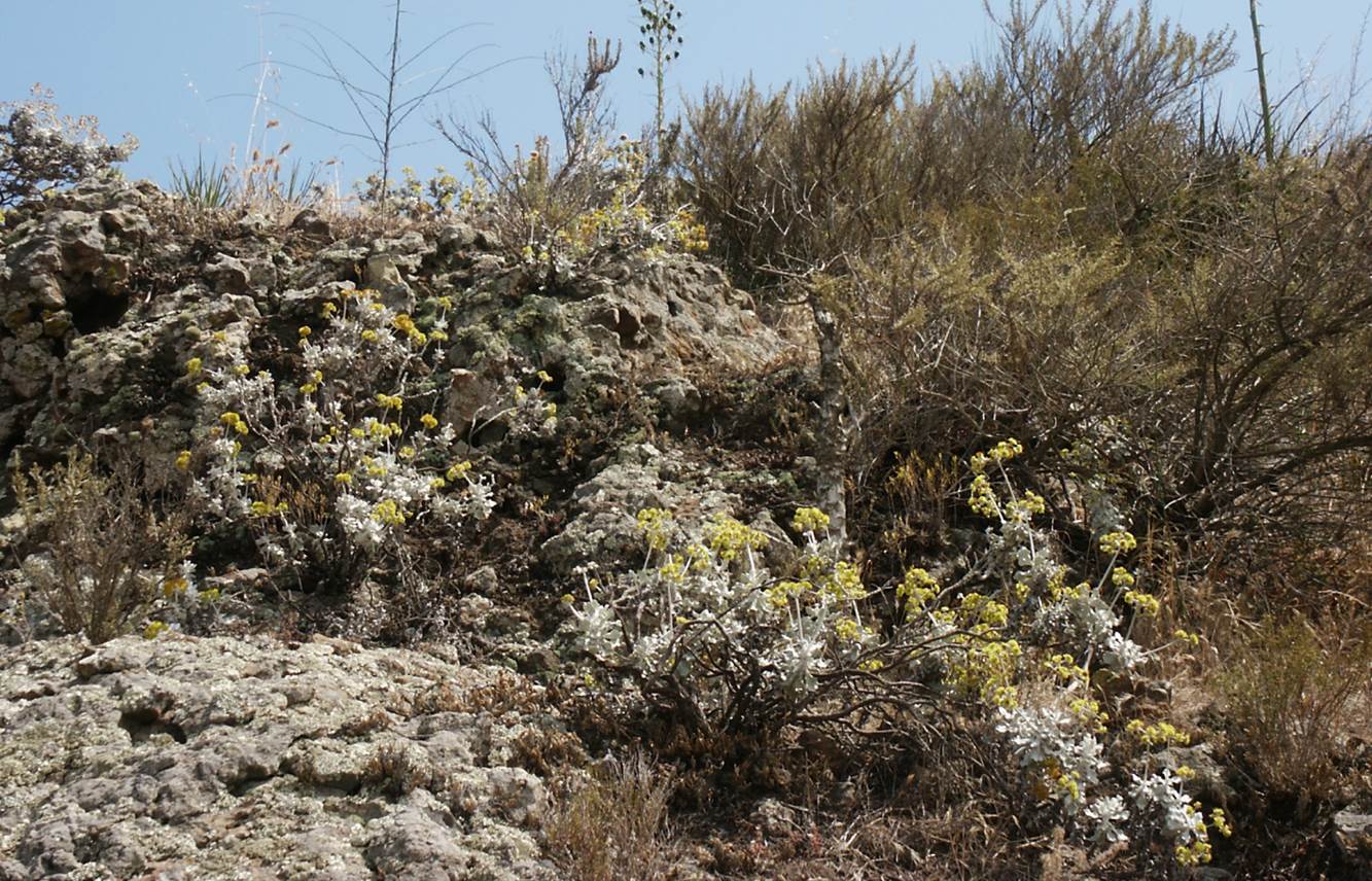 eriogonum-crocatum-20june2003-b
