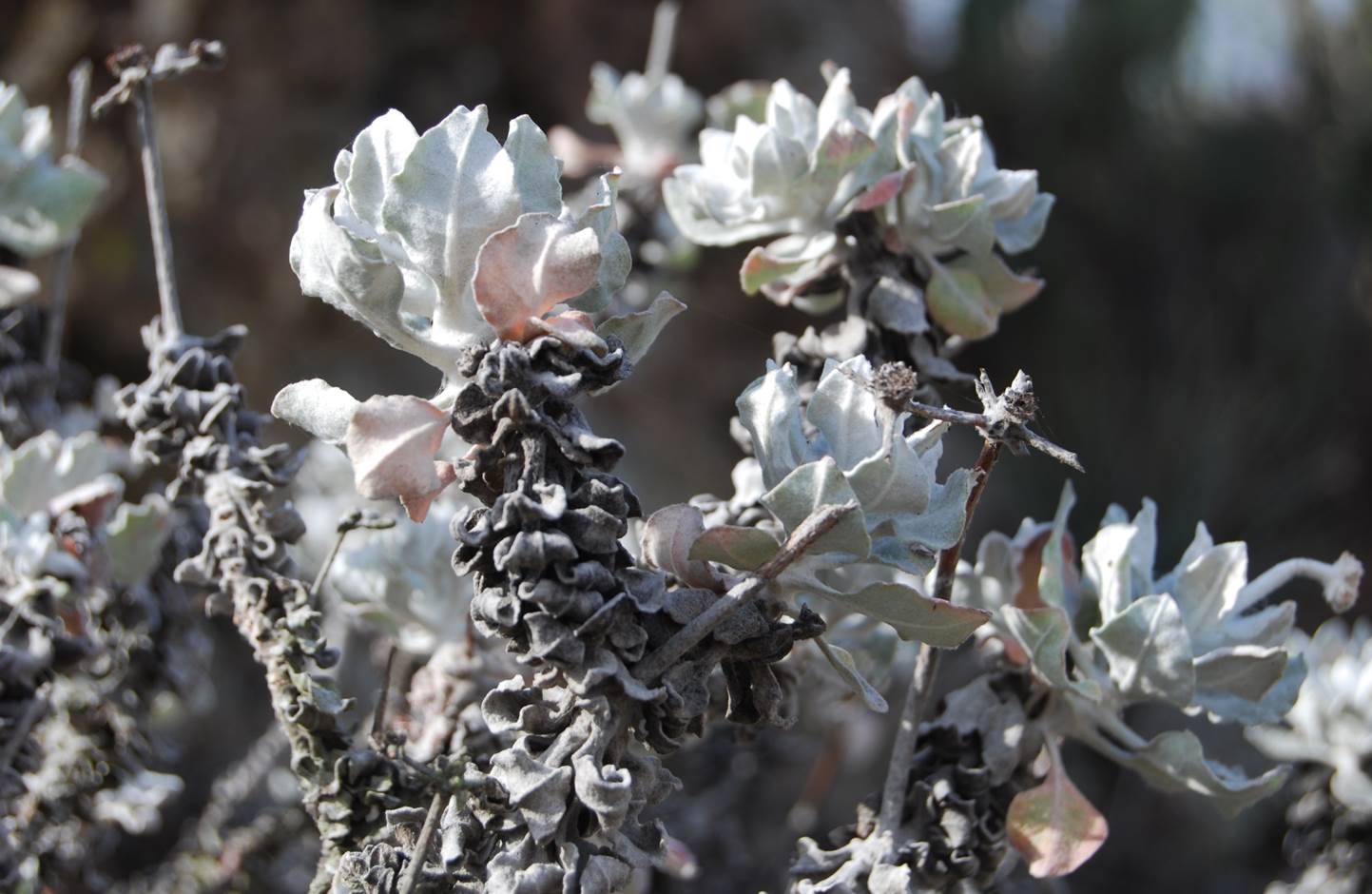 eriogonum-crocatum-22april2013-2