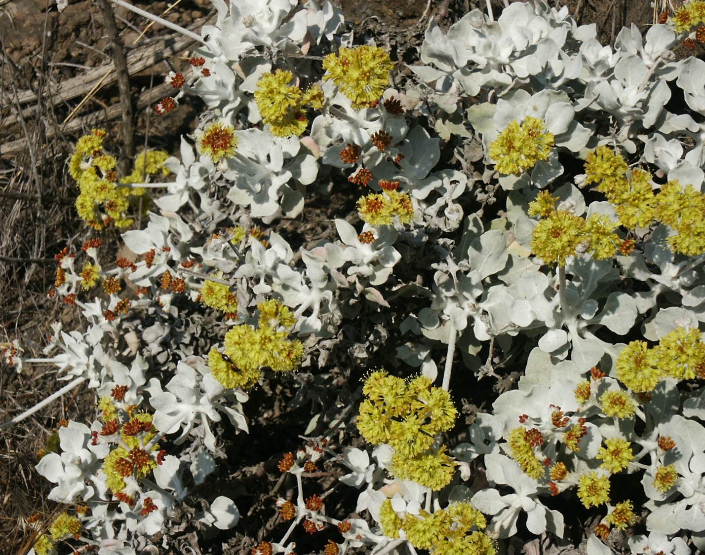 eriogonum-crocatum-29may2003-a