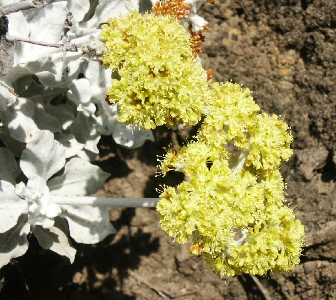 eriogonum-crocatum-29may2003-b