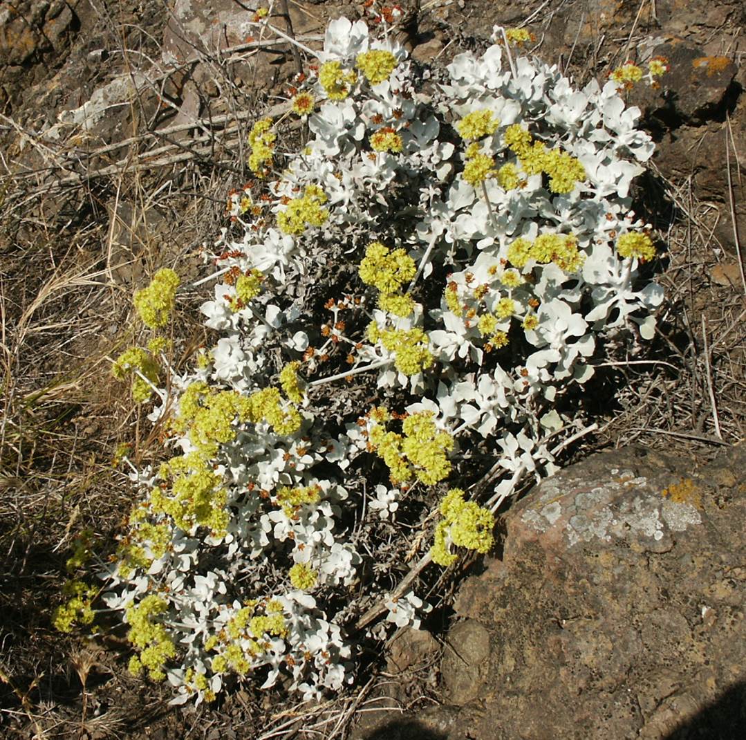 eriogonum-crocatum-29may2003-d