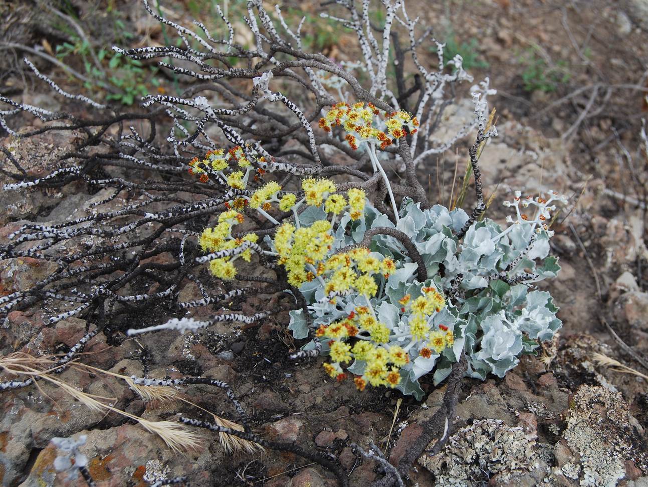 eriogonum-crocatum-29may2014