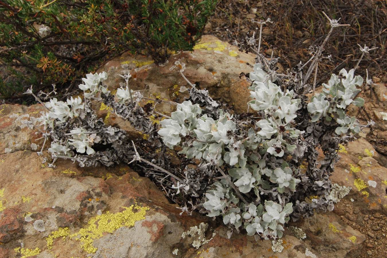 eriogonum-crocatum-5march2013-2