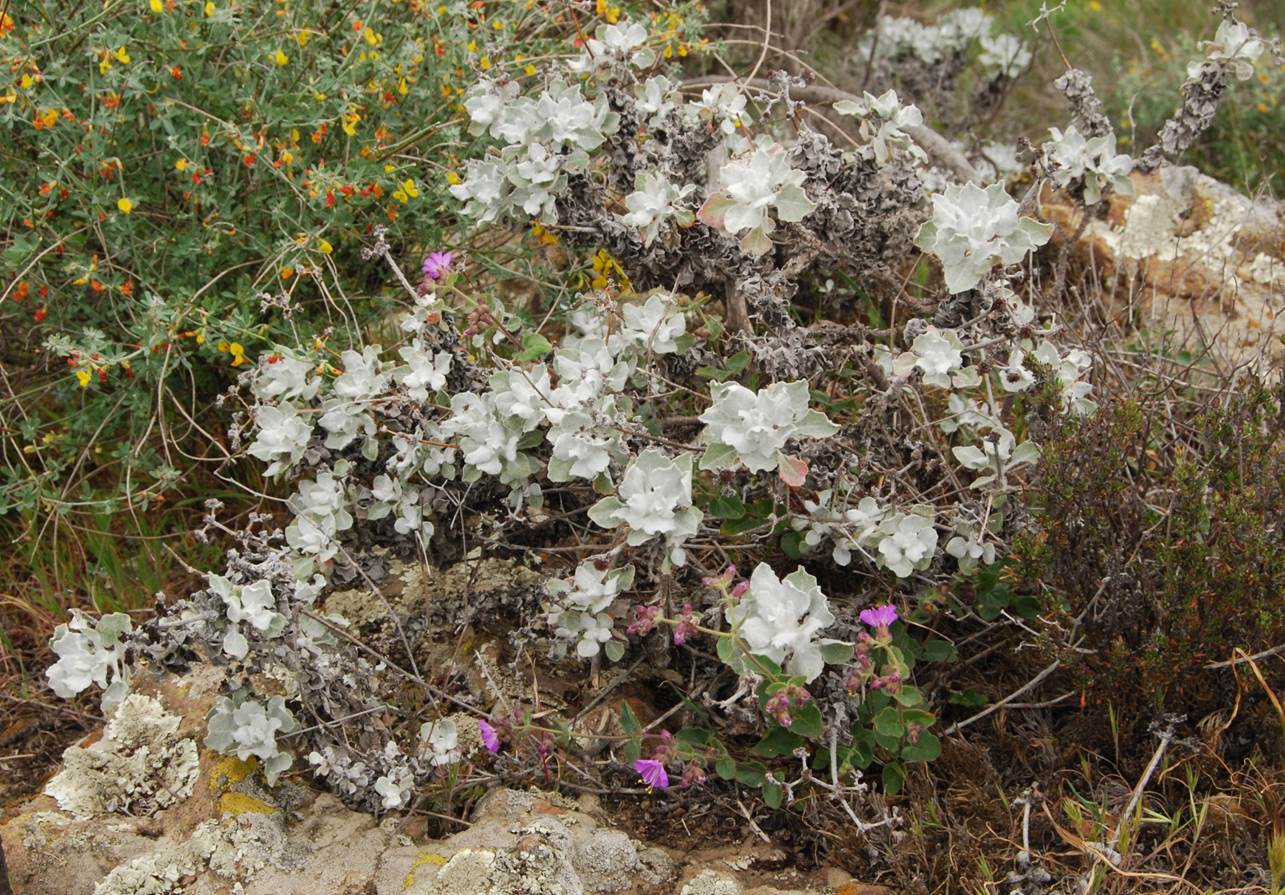 eriogonum-crocatum-5march2013-4