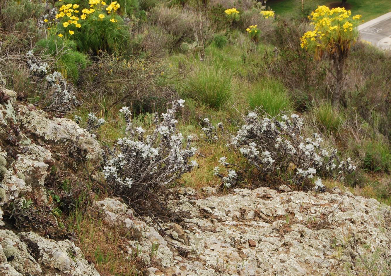 eriogonum-crocatum-5march2013-8