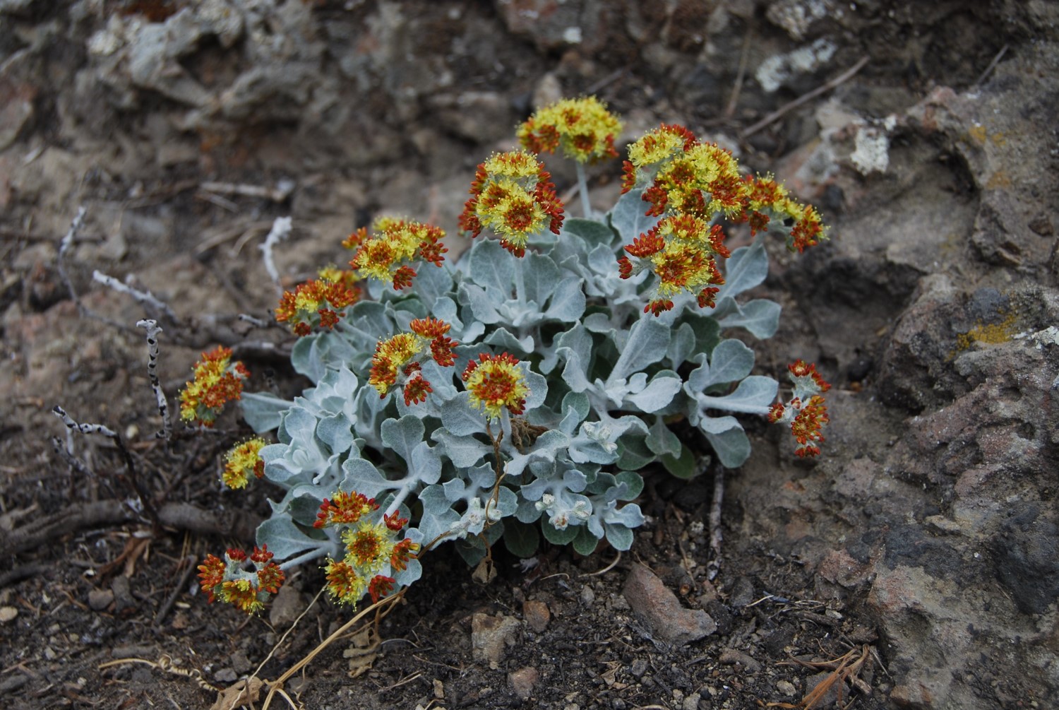 eriogonum-crocatum-9june2014-8