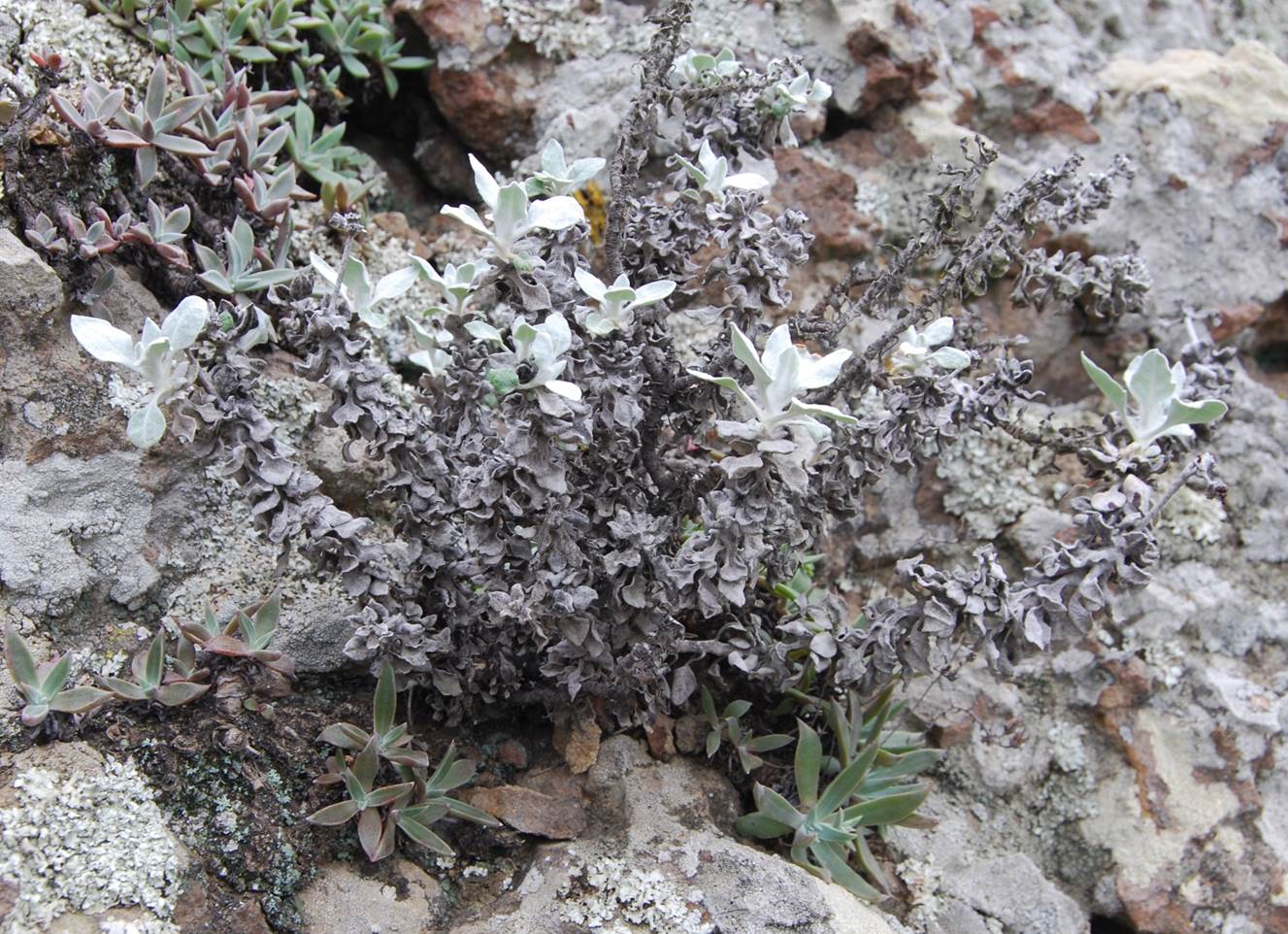 eriogonum-crocat…riti-7february2013-3