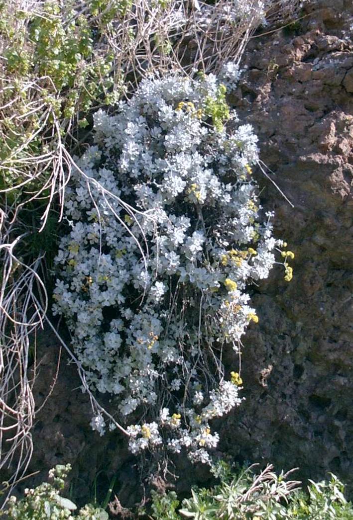 eriogonum-crocat…m-whole-february2003