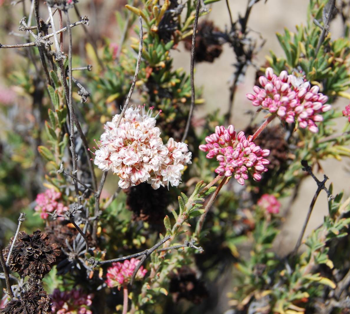 eriogonum-fasciculatum-12apr2013-2
