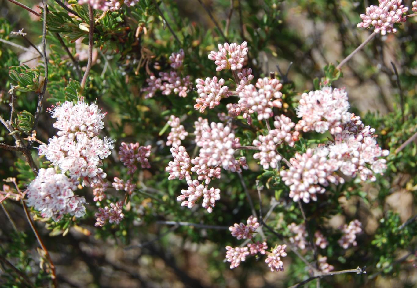 eriogonum-fascic…ulatum-12april2013-4