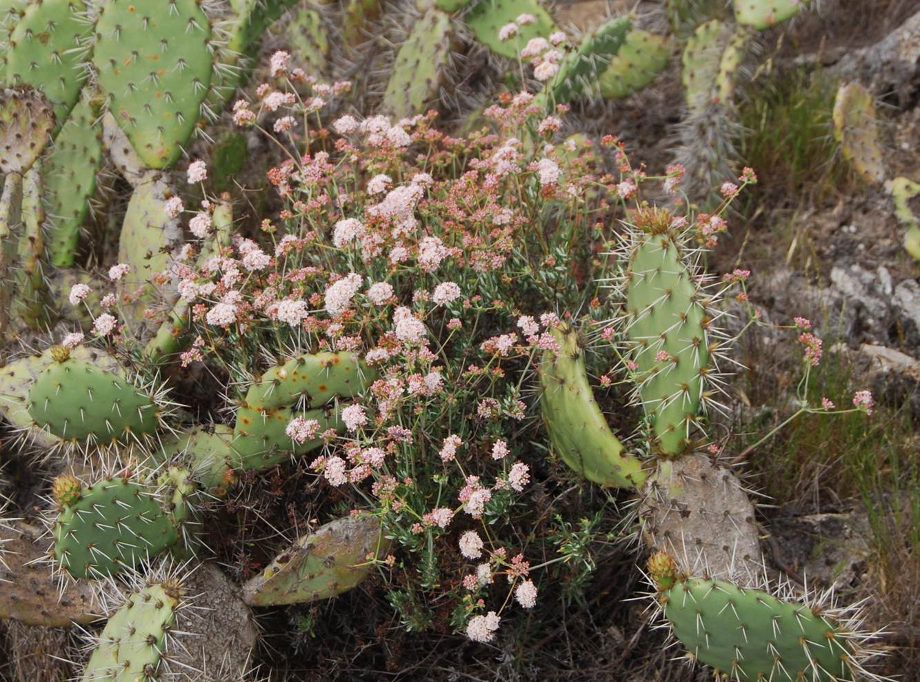 eriogonum-fascic…ulatum-15april2013-1