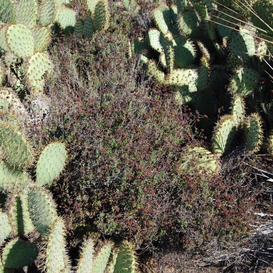 eriogonum-fascic…atum-1february2013-1