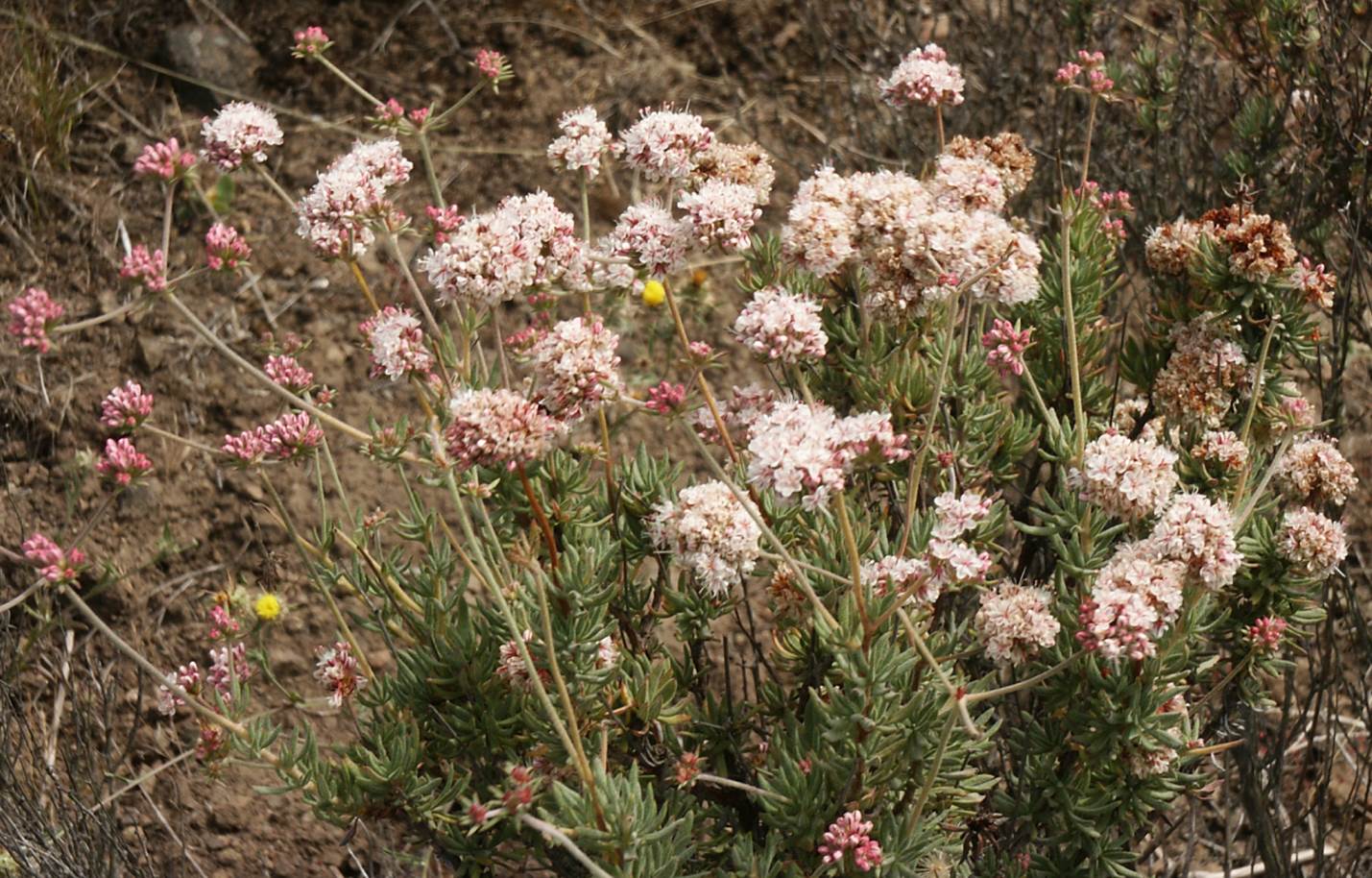 eriogonum-fasciculatum-20june2003-a