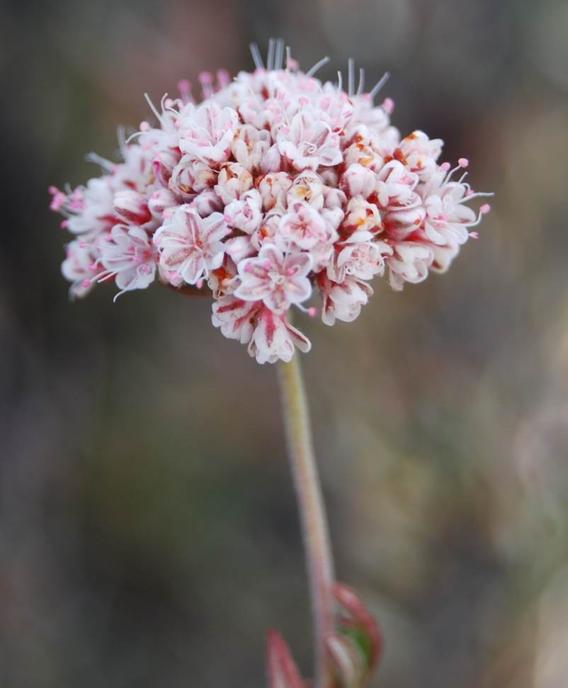 eriogonum-fascic…ulatum-22april2013-3