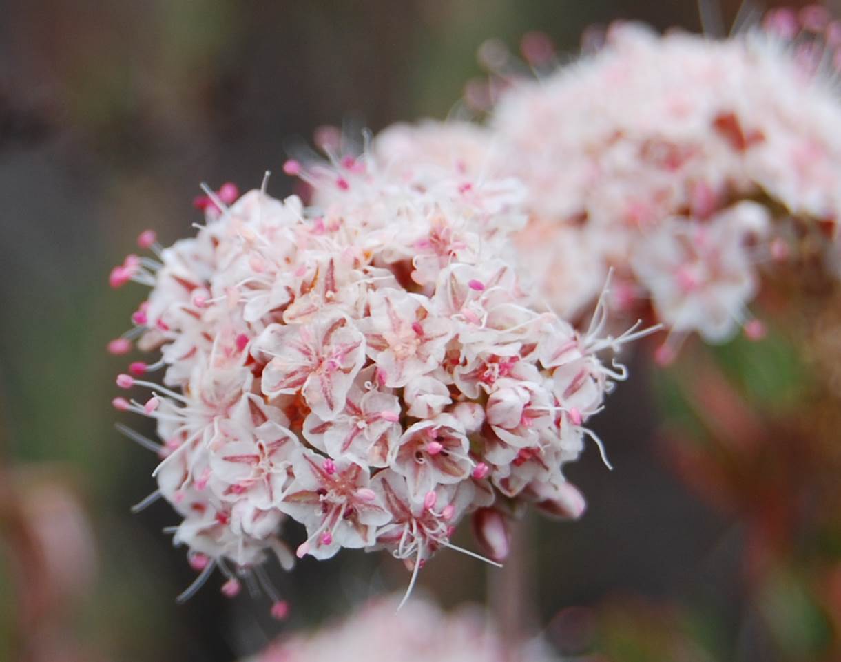 eriogonum-fascic…latum-24-april2013-1