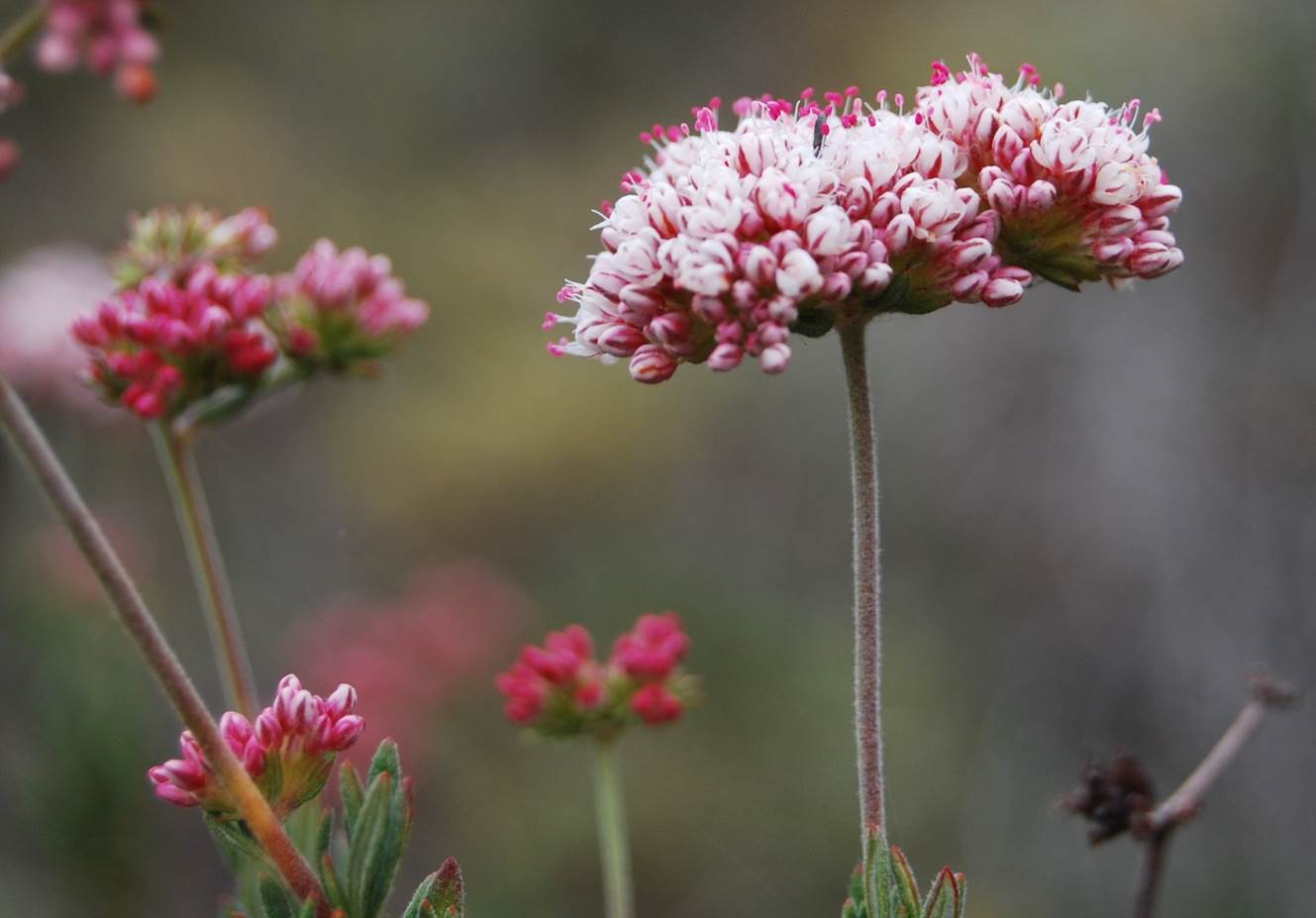 eriogonum-fascic…latum-24-april2013-6