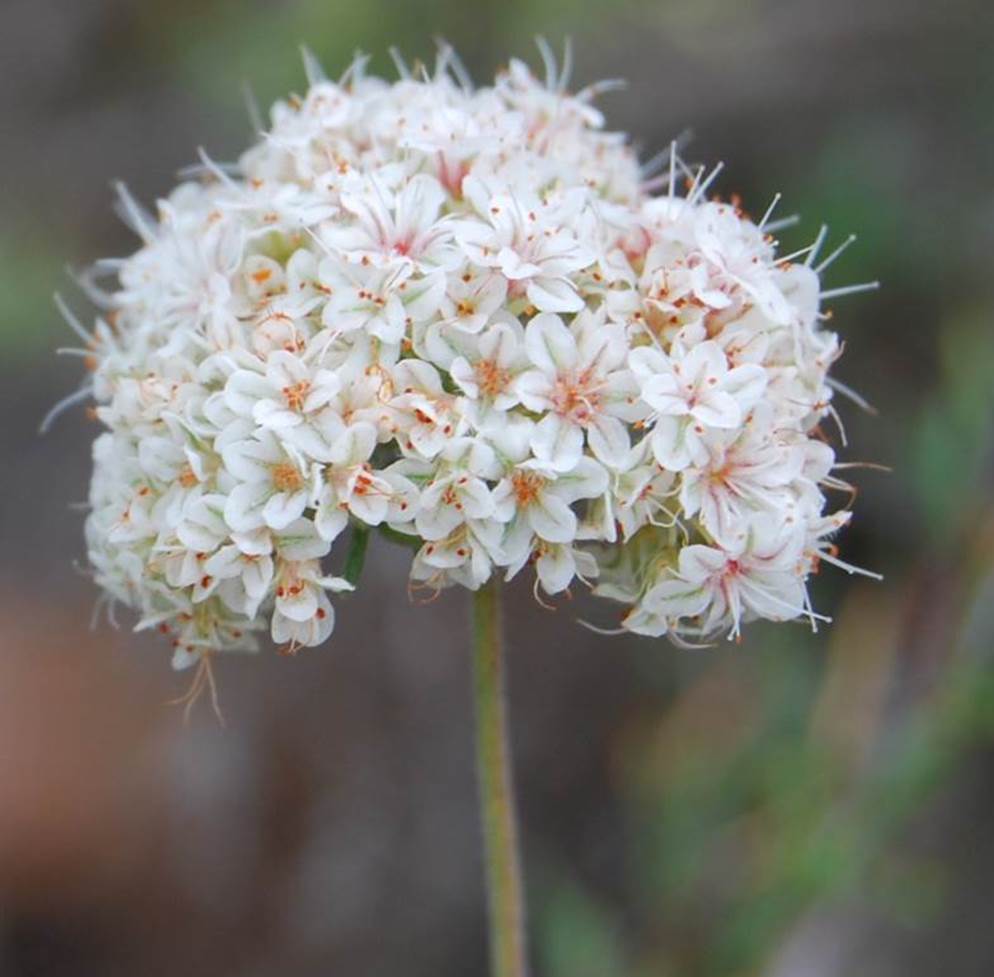 eriogonum-fasciculatum-7feb2013-2
