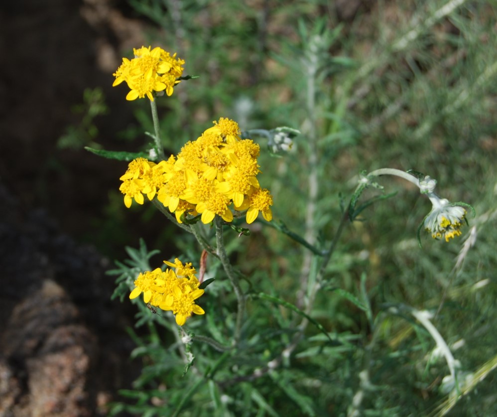 eriophlyllum-con…tiflorum-19mar2015-1