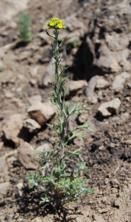 eriophyllum-conf…iflorum-12may2014-13