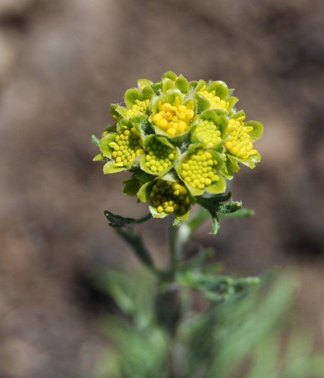 eriophyllum-conf…iflorum-12may2014-16