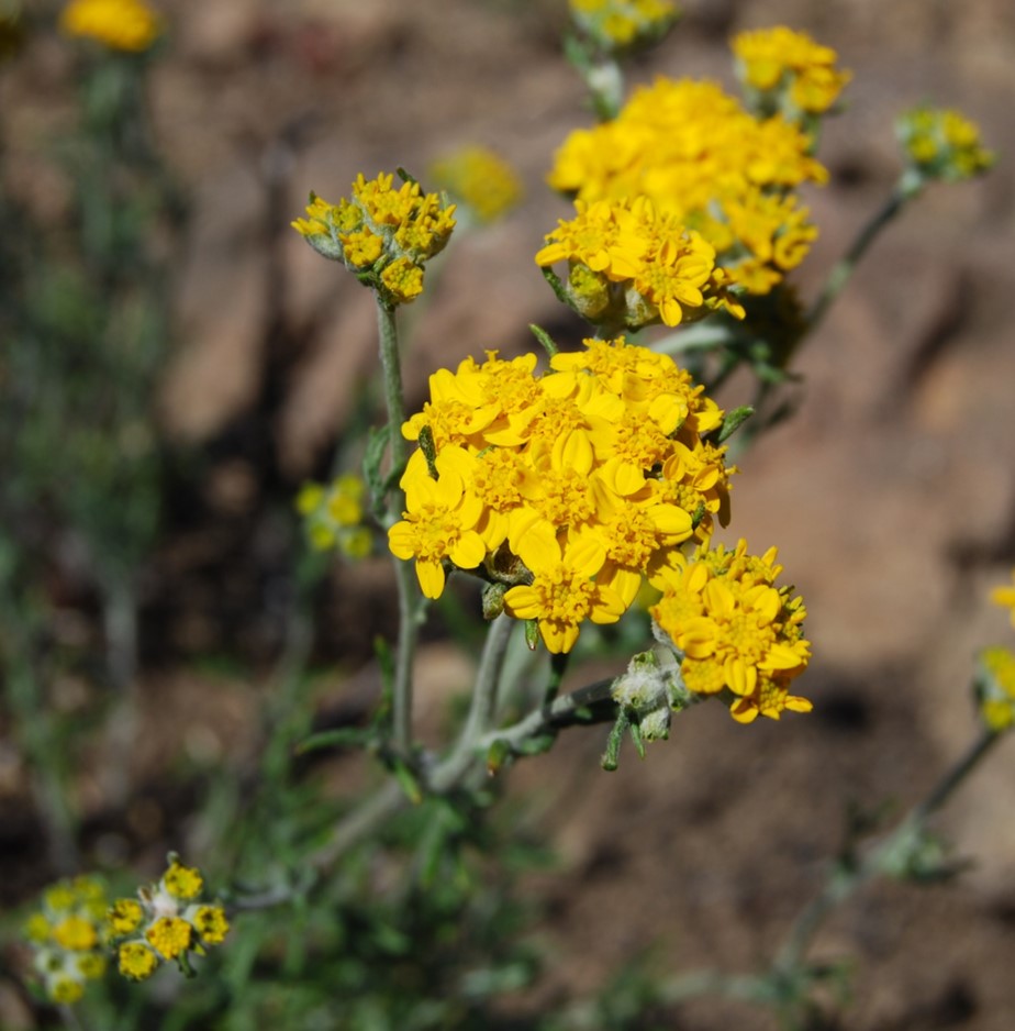 eriophyllum-conf…tiflorum-12may2014-3